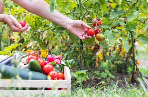 Image for event: Gardening Q&amp;A: More on Growing Your Vegetables